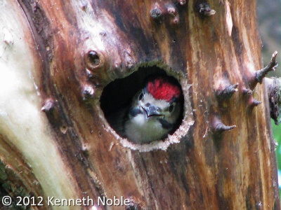 great spotted woodpecker (Dendrocopos major) unfledged juvenile - Kenneth Noble